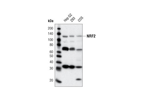Western blot analysis of extracts from Hep G2, 293 and COS cells using NRF2 Antibody.