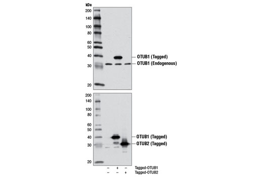 Western blot analysis of extracts from 293T cells, mock transfected or transfected with Myc/DDK-tagged human OTUB1 or human OTUB2, using OTUB1 Antibody (upper) or DYKDDDDK Tag Antibody (Binds to the same epitope as Sigma's Anti-FLAG ® M2 Antibody) #2368 (lower).