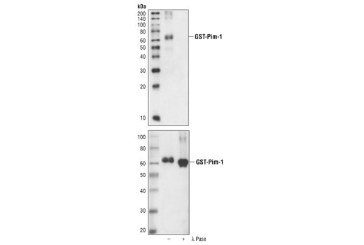 Western blot analysis of recombinant GST-Pim-1, with or without lambda phosphatase treatment, using Phospho-Pim-1 (Tyr218) Antibody (upper) or control Pim-1 Antibody #4722 (lower).