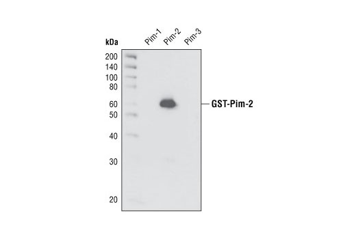 Western blot analysis of recombinant Pim-1, Pim-2 and Pim-3 kinases using Pim-2 Antibody.