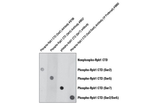 Phospho-Rpb1 CTD antibody specificity is demonstrated using peptide dot blot. Antibody binding to pre-coated Rpb1 CTD peptides is shown using Phospho-Rpb1 CTD (Ser2) Antibody #8798, Phospho-Rpb1 CTD (Ser5) Antibody #8807, a phospho-Rpb1 CTD (Ser7) antibody, and Phospho-Rpb1 CTD (Ser2/Ser5) Antibody (IP Preferred) #8860. As expected, the Phospho-Rpb1 CTD (Ser2) Antibody #8798 only binds to the phospho-Rpb1 CTD peptide that is phosphorylated at Ser2.
