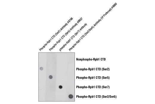 Phospho-Rpb1 CTD antibody specificity is demonstrated using peptide dot blot. Antibody binding to pre-coated Rpb1 CTD peptides is shown using Phospho-Rpb1 CTD (Ser2) Antibody #8798, Phospho-Rpb1 CTD (Ser5) Antibody #8807, a phospho-Rpb1 CTD (Ser7) antibody, and Phospho-Rpb1 CTD (Ser2/Ser5) Antibody (IP Preferred) #8860. As expected, the Phoshpo-Rpb1 CTD (Ser5) Antibody #8807 only binds to the phospho-Rpb1 CTD peptide that is phosphorylated at Ser5.
