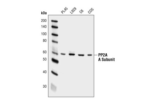 Western blot analysis of extracts from PL45, L929, C6 and COS cells using PP2A A Subunit (4G7) Mouse mAb.