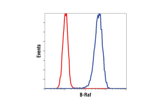 Flow cytometric analysis of K-562 cells, using B-Raf (L12G7) Mouse mAb (blue) compared to a nonspecific negative control antibody (red).