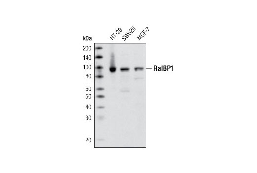 Western blot analysis of extracts from HT-29, SW620 and MCF-7 cells using RalBP1 (D623) Antibody.