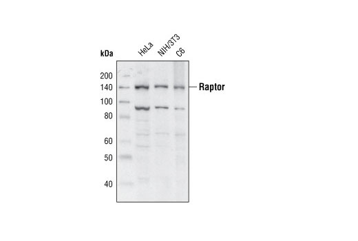 Western blot analysis of extracts from HeLa, NIH/3T3 and C6 cells using Raptor (W990) Antibody.