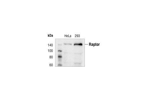 Western blot analysis of extracts from HeLa and 293 cells using Raptor Antibody.