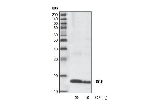 Western blot analysis of recombinant SCF #9907, using SCF Antibody.