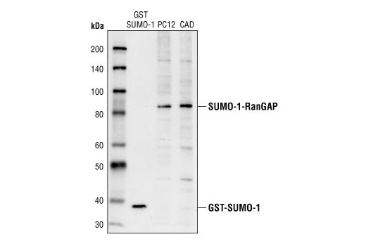 Western blot analysis of recombinant GST-SUMO-1 protein (38kD), and extracts from PC12 and CAD cells, using SUMO-1 Antibody.