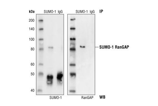 Western blot analysis of immunoprecipitates from CAD cell lysates. SUMO-1-RanGAP was immunoprecipitated with SUMO-1 Antibody (lane 1), and specificity was confirmed by immunprecipitation with rabbit IgG (lane 2). Immunoblot was performed using SUMO-1 Antibody (left) and mouse monoclonal RanGAP Antibody (right).
