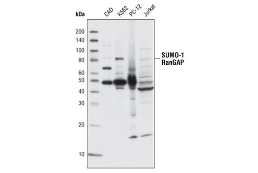 Western blot analysis of extracts from CAD, K562, PC-12 and Jurkat cells using SUMO-1 (C21A7) Rabbit mAb.