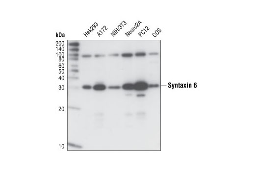 Western blot analysis of extracts from various cell lines, using Syntaxin 6 Antibody.