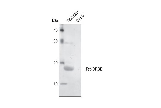 Western blot analysis of DRBD and Tat-tagged DRBD proteins (provided by Dr. Dowdy, UCSD) using Tat (8C2) Mouse mAb.
