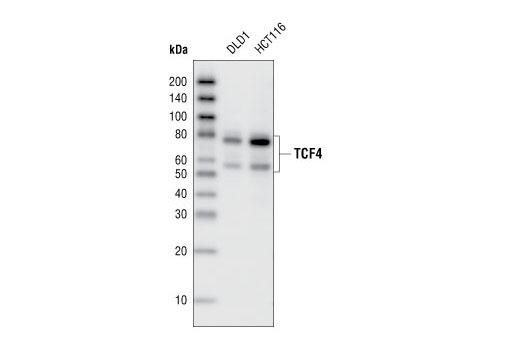 Western blot analysis of whole cell lysates from DLD1 and HCT116 cells, using TCF4 antibody.