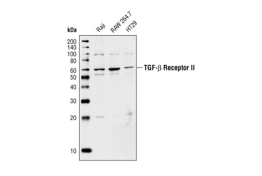 Western blot analysis of extracts from Raji, RAW 264.7, and HT29 cells using TGF-beta Receptor II Antibody.
