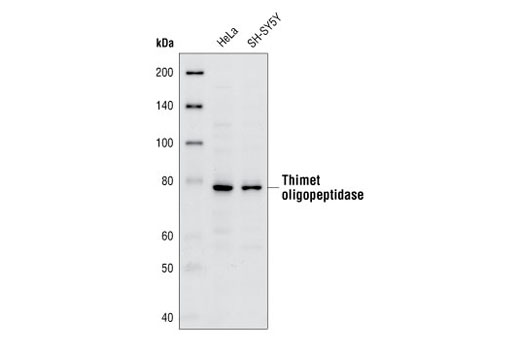Western blot analysis of extracts from HeLa and SH-SY5Y cells, using Thimet oligopeptidase (IVD6) Mouse mAb.