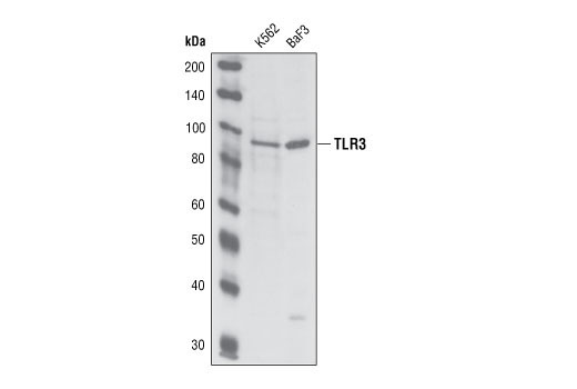 Western blot analysis of extracts from K562 and BaF3 cell lines, using Toll-like Receptor 3 Antibody.