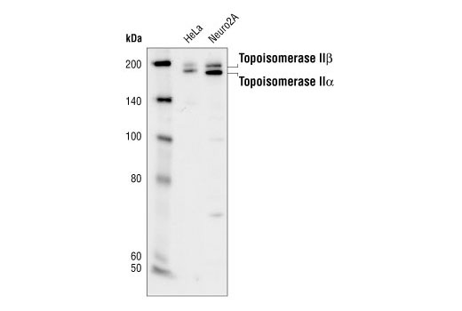 Western blot analysis of extracts from HeLa and Neuro2A cells, using Topoisomerase IIalpha/beta Antibody.