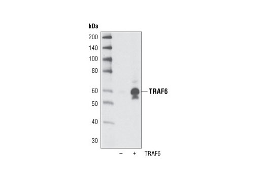 Western blot analysis of extracts from HeLa cells, mock-transfected or transfected with human TRAF6, using TRAF6 Antibody.