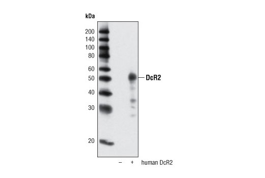 Western blot analysis of extracts from HeLa cells, mock-transfected (-) or transfected with human DcR2 (+), using DcR2 Antibody.