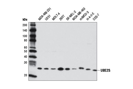 Western blot analysis of extracts from various cell lines using UBE2S Antibody.