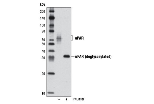 Western blot analysis of extracts from U-937 cells, pre-incubated with TPA #4174 (200 nM, 72 hr) and either left untreated (-) or treated (+) with PNGaseF, using uPAR Antibody.