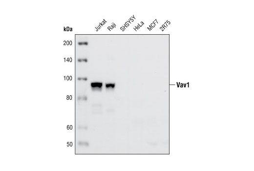 Western blot analysis of extracts from various cell types, using Vav1 (R775) Antibody.