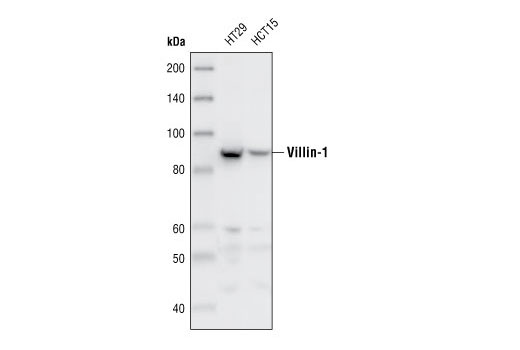 Western blot analysis of extracts from HT29 and HCT15 cells, using Villin-1 Antibody.
