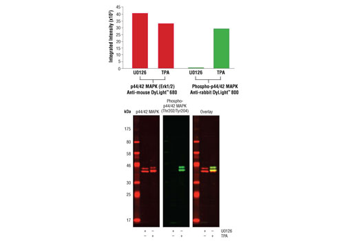 Western blot analysis of Jurkat cell lysates (#9194) treated with either U0126 (MEK 1/2 inhibitor) #9903 or TPA (12-O-Tetradecanoylphorbol-13-Acetate) #4174, using Phospho-p44/42 MAPK (Erk1/2) (Thr202/204) (D13.14.4E) XP ® Rabbit mAb #4370 detected with Anti-rabbit IgG (H+L) (DyLight™ 800 4X PEG Conjugate) (green) and p44/42 MAPK (Erk1/2) (3A7) Mouse mAb #9107 detected with Anti-mouse IgG (H+L) (DyLight™ 680 Conjugate) #5470 (red). The array image pixel intensities obtained using a LI-COR ® Biosciences Odyssey ® Infrared Imaging System are shown in the upper panel while corresponding fluorescent western blots are shown in the lower panel.