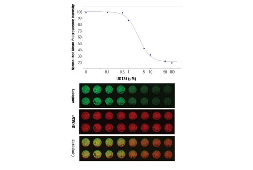 In-Cell Western™ analysis of A549 cells exposed to varying concentrations of U0126 (MEK1/2 Inhibitor) #9903 for 3 hours, followed by TPA (Phorbol-12-Myristate-13-Acetate) #9905 stimulation for 30 minutes. With increasing concentrations of U0126, a significant decrease (~5 fold) in Phospho p44/42 MAPK (Erk1/2) (Thr202/Tyr204) (D13.14.4E) XP ® Rabbit mAb #4370 signal as compared to the TPA-stimulated control was observed. When using phospho-Erk as a measurement, the IC 50 of this compound was 2.8 μM. Data and images were generated on the LI-COR ® Biosciences Odyssey ® Infrared Imaging System using Anti-rabbit IgG (H+L) (DyLight™ 800 4X PEG Conjugate). DRAQ5 ® #4084 (fluorescent DNA dye - red) is used for normalization.