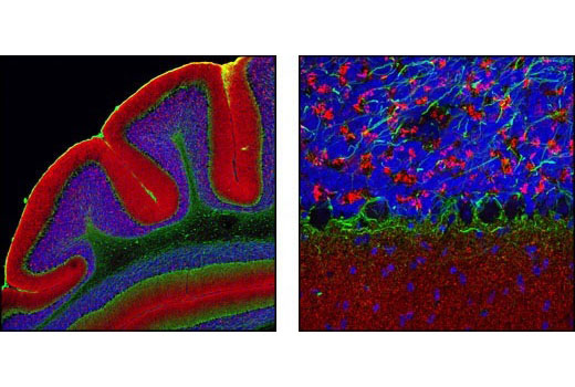 Confocal immunofluorescent analysis of mouse cerebellum using α-Synuclein Antibody (IF Preferred) #2628 detected with Anti-Rabbit IgG (H+L), F(ab') 2 Fragment (Alexa Fluor ® 555 Conjugate) (red) and Neurofilament-L (DA2) Mouse mAb #2835 detected with Anti-Mouse IgG (H+L), F(ab') 2 Fragment (Alexa Fluor ® 488 Conjugate) #4408 (green). Blue pseudocolor = DRAQ5 ® #4084 (fluorescent DNA dye).