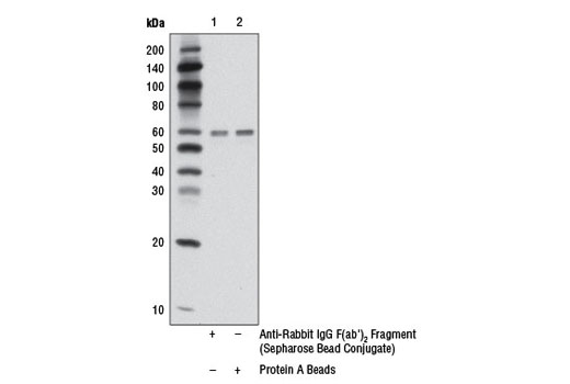 Immunoprecipitation of Jurkat cell extracts using Akt (pan) (C67E7) Rabbit mAb #4691. Extracts were incubated with either Anti-Rabbit IgG F(ab') 2 Fragment (Sepharose ® Bead Conjugate) (lane 1) or Protein A Beads (lane 2). The western blot was probed using Akt (pan) (40D4) Mouse mAb #2920.