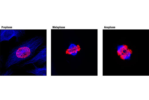 Confocal immunofluorescent analysis of mitotic HeLa cells using β-Tubulin (9F3) Rabbit mAb #2128 detected with Anti-rabbit IgG (H+L), F(ab') 2 Fragment (Alexa Fluor ® 647 Conjugate) (blue) and Phospho-Histone H3 (Ser10) (D2C8) XP ® Rabbit mAb (Alexa Fluor ® 555 Conjugate) #3475 (red).