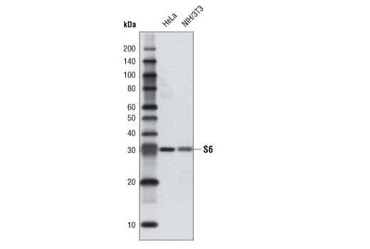 Western Blot analysis of extracts from HeLa and NIH/3T3 cells using S6 Ribosomal Protein (54D2) Mouse mAb (Biotinylated) #3944 followed by Anti-biotin (D5A7) Rabbit mAb and anti-rabbit IgG, HRP linked Antibody #7074.