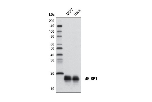 Western blot analysis of extracts from MCF7 and HeLa cells using 4E-BP1 (53H11) Rabbit mAb (Biotinylated).