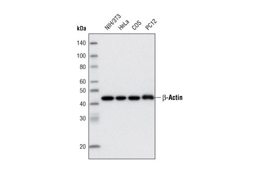 Western blot analysis of extracts from various cell lines using β-Actin (13E5) Rabbit mAb (Biotinylated).
