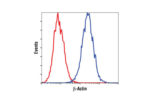 Flow cytometric analysis of HeLa cells using β-Actin (13E5) Rabbit mAb (Biotinylated) (blue) compared to Rabbit (DA1E) mAb IgG XP ® Isotype Control (Biotinylated) #4096 (red).