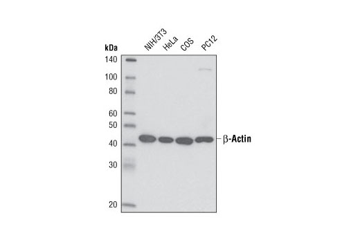 Western blot analysis of extracts from various cell lines using β-Actin (13E5) Rabbit mAb (HRP Conjugate).