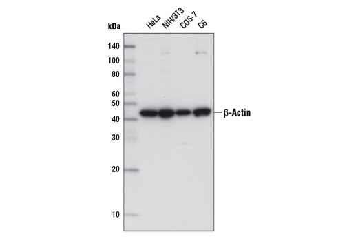 Western blot analysis of extracts from various cell lines using β-Actin (8H10D10) Mouse mAb (HRP Conjugate).