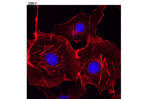 Confocal immunofluorescent analysis of COS-7 cells using β-Actin (13E5) Rabbit mAb (Alexa Fluor ® 594 Conjugate) (red). Blue pseudocolor = DRAQ5 ® #4084 (fluorescent DNA dye).