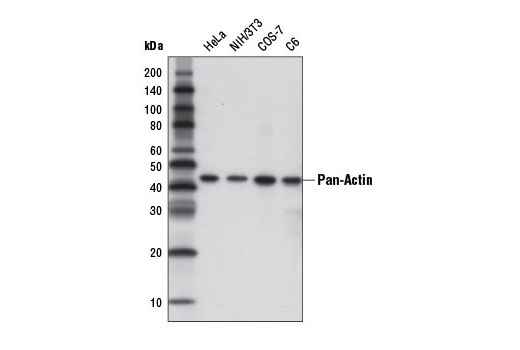 Western blot analysis of extracts from various cell lines using Pan-Actin (D18C11) Rabbit mAb (HRP Conjugate).