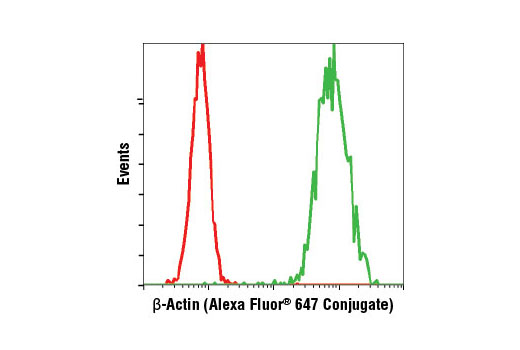 Flow cytometric analysis of HeLa cells using β-Actin (13E5) Rabbit mAb (Alexa Fluor ® 647 Conjugate) (green) compared to concentration-matched Rabbit (DA1E) mAb IgG XP ® Isotype Control (Alexa Fluor ® 647 Conjugate) #2985 (red).