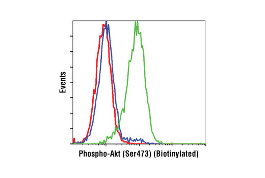 Flow cytometric analysis of Jurkat cells, untreated (green) or treated with LY294002 #9901, Wortmannin #9951, and U0126 #9903 treated (blue), using Phospho-Akt (Ser473) (D9E) XP ® Rabbit mAb (Biotinylated) compared to XP ® Rabbit (DA1E) mAb IgG Isotype Control (Biotinylated) #4096 (red).