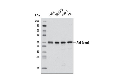 Western blot analysis of extracts from various cell lines using Akt (pan) (C67E7) Rabbit mAb (HRP Conjugate).