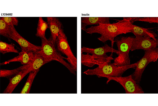Confocal immunofluorescent analysis of C2C12 cells, treated with LY294002 #9901 (50 μM, 2 hrs; left) or treated with insulin (100 ng/mL, 15 min; right), using Akt (pan) (C67E7) Rabbit mAb (Alexa Fluor ® 647 Conjugate) (red pseudocolor) and Acetyl-Histone H3 (Lys9) (C5B11) Rabbit mAb (Alexa Fluor ® 488 Conjugate) #9683 (green).
