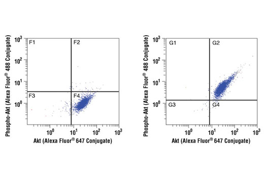 Flow cytometric analysis of Jurkat cells, untreated (left) or or treated with LY294002, wortmannin and U0126 (right), using Akt (5G3) Mouse mAb (Alexa Fluor ® 647 Conjugate) and Phospho-Akt (Ser473) (D9E) Rabbit mAb (Alexa Fluor ® 488Conjugate) #4071.