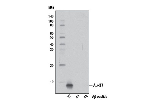Western blot analysis of human Aβ-37, Aβ-40 and Aβ-42 peptides using β-Amyloid (1-37 Specific) (D2A6H) Rabbit mAb (Biotinylated). Streptavidin-HRP #3999 was used for western detection.