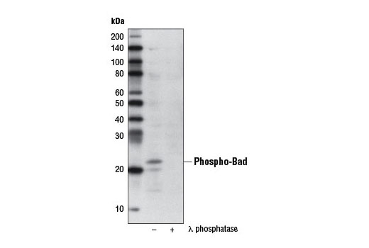 Western blot analysis of extracts from OVCAR8 cells, untreated (-) or λ phosphatase-treated (+), using Phospho-Bad (Ser112) (7E11) Mouse mAb (Biotinylated).