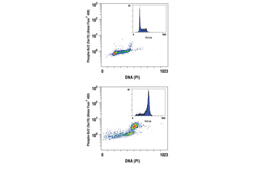 Flow cytometric analysis of Jurkat cells, untreated (upper) or paclitaxel-treated (lower), using Phospho-Bcl-2 (Ser70) (5H2) Rabbit mAb (Alexa Fluor ® 488 Conjugate) versus propidium iodide (DNA content). The blue inserts represent propidium iodide staining alone, showing cells in mitotic arrest in the paclitaxel-treated sample.