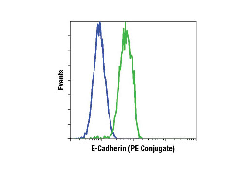 Flow cytometric analysis of HeLa (blue) and MCF7 (green) cells using E-Cadherin (24E10) Rabbit mAb (PE Conjugate).